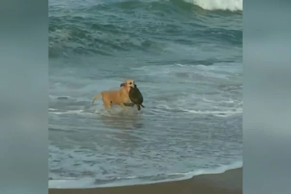 Cachorra caramelo resgatando tartaruga na praia em SC