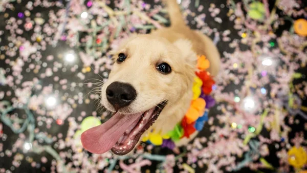 Foto colorida de cão de pelagem clara em bloco de carnaval