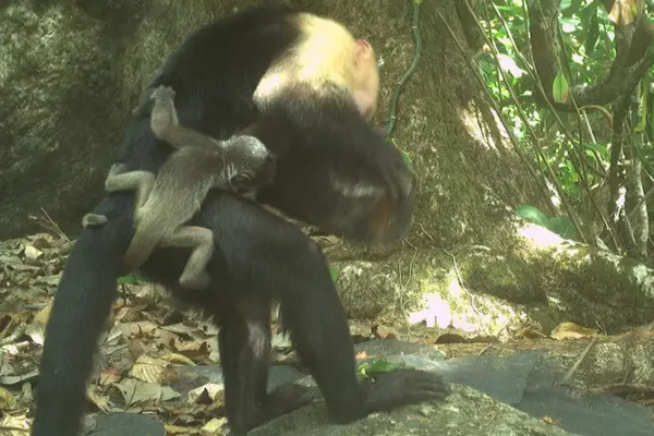 Macaco-prego com filhote de bugio - Metrópoles