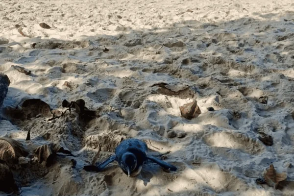 Longe de Madagascar: Filhote de pinguim perdido é resgatado em Ubatuba