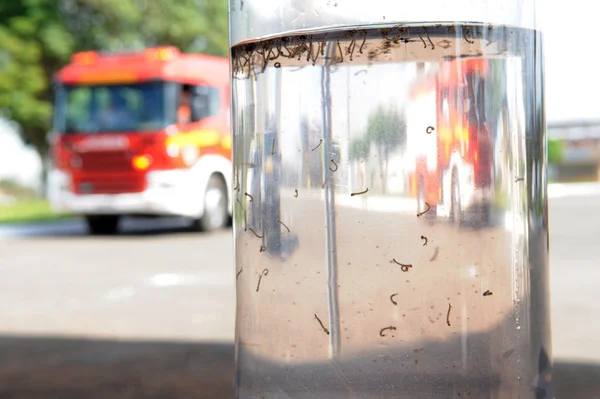 DF registra 4.524 casos prováveis de dengue