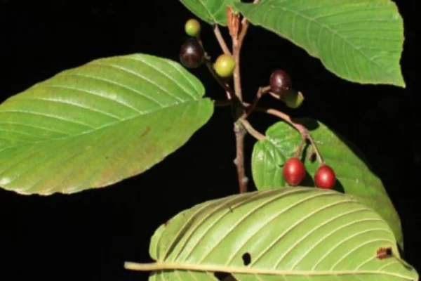 Foto colorida de planta verde com frutos pequenos furtos escuros - Metrópoles.