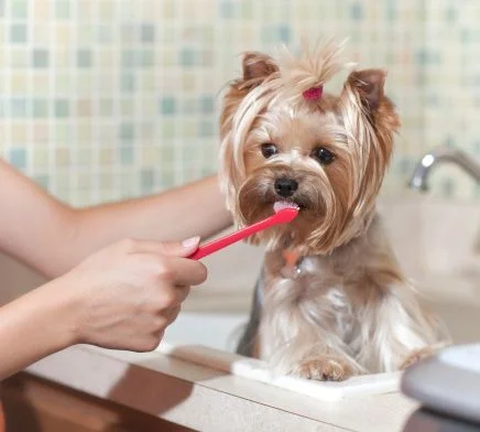 cachorro escovando os dentes-metropoles