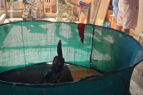 Imagem colorida, PI: rinha de galos clandestina termina com 4 presos e aves resgatadas - Metrópoles