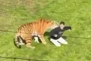 Ele morreu após ser atacado pelo tigre Ele morreu após ser atacado pelo tigre