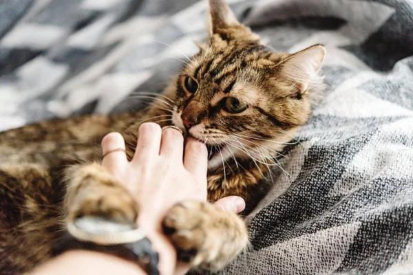 Imagem colorida de gato mordendo tutor