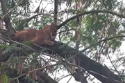 Onça-parda invade sítio, sobe em árvore e mobiliza operação em SP - imagem 3
