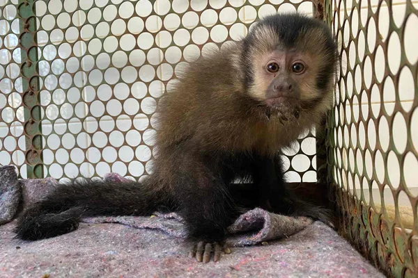 Caçados, dopados e vendidos: a crueldade do tráfico animal no Brasil