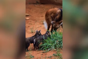 Os filhotes vinham sendo cuidados por veterinários e biólogos numa área restrita
