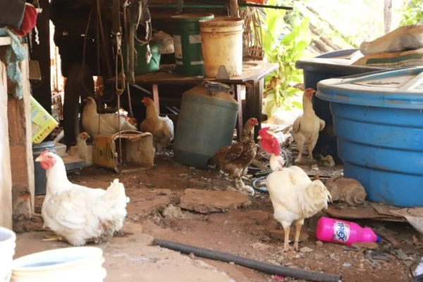 Imagem colorida de aves com gripe aviária no estado de SP
