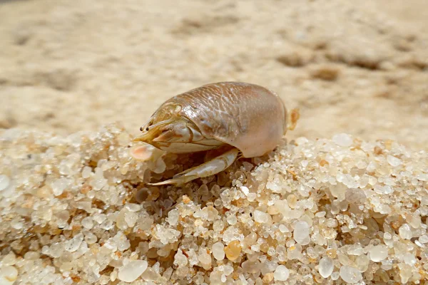 Imagem mostra um tatuí na areia da praia - Metrópoles