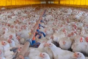 Gripe aviária pode atingir aves domésticas como galinhas 