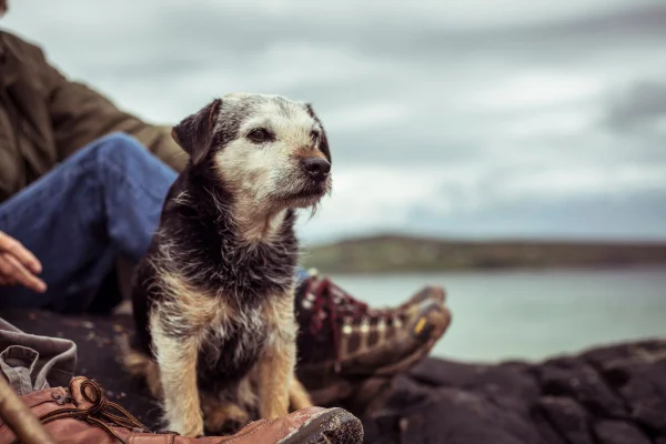 Imagem colorida de cachorro pequeno idoso olhando para o horizonte