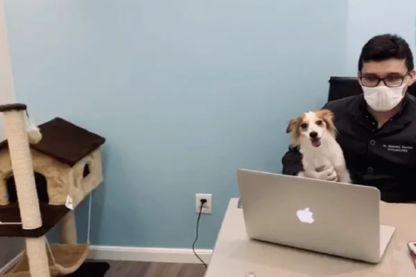 Clínicas veterinárias do DF apostam em atendimento online pets