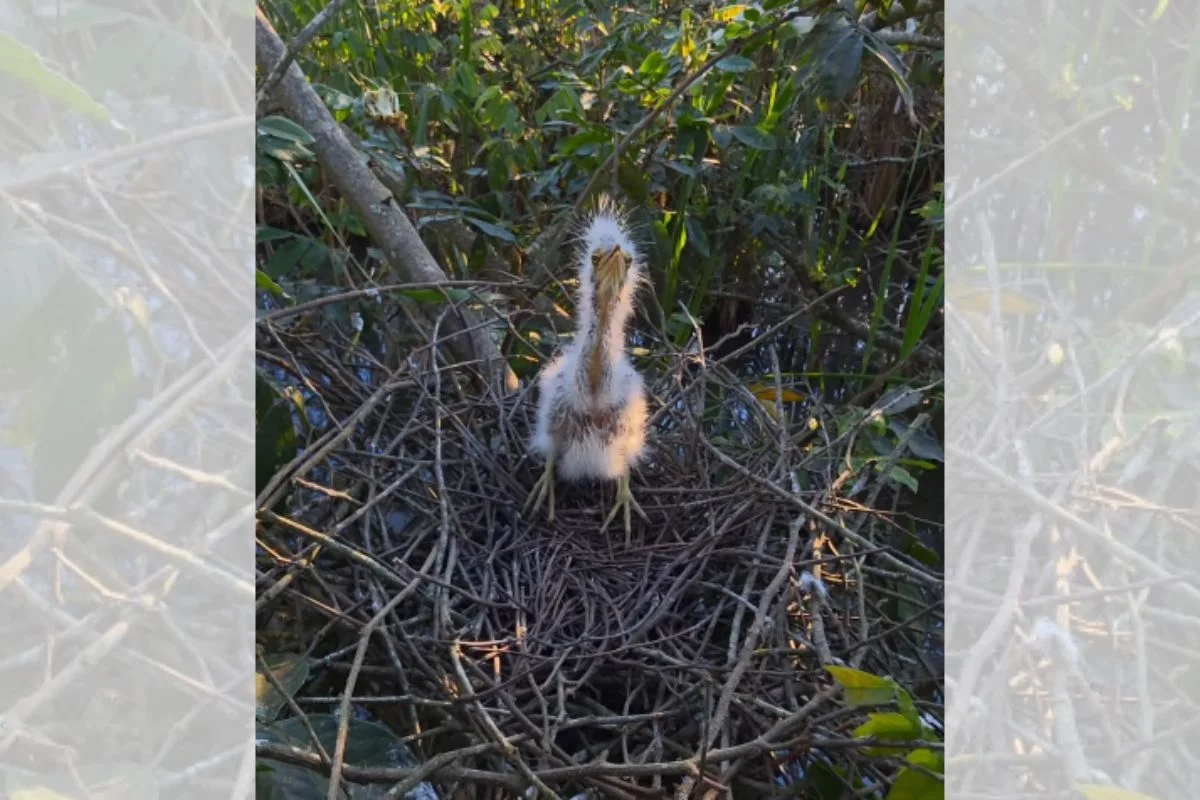 Em destaque: Filhote de socó-boi é flagrado em ninho e surpreende por visual inusitado