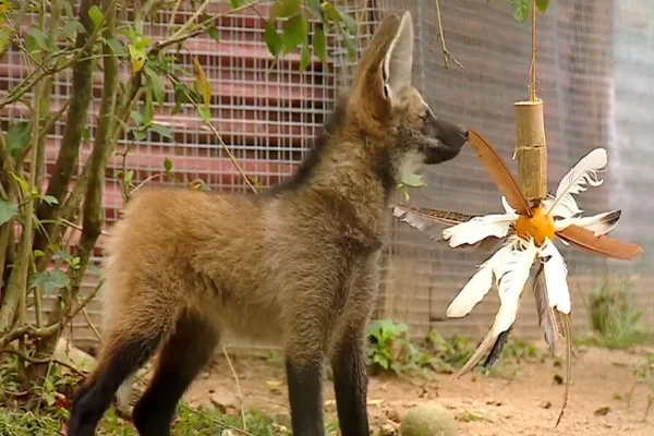 Imagem colorida de lobo-guará - Metrópoles