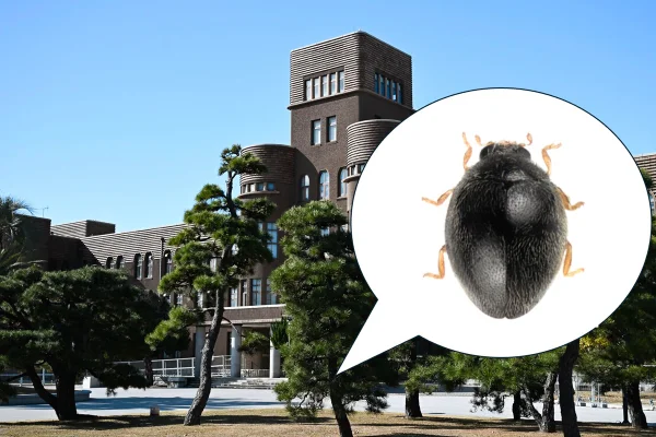 Imagem colorida mostra nova espécie de joaninha encontrada no Japão - Metrópoles