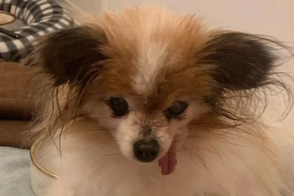 Lazere, cachorro mais velho do mundo, morre aos 30 anos