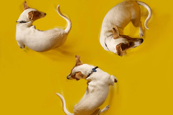 cachorro abanando o rabo