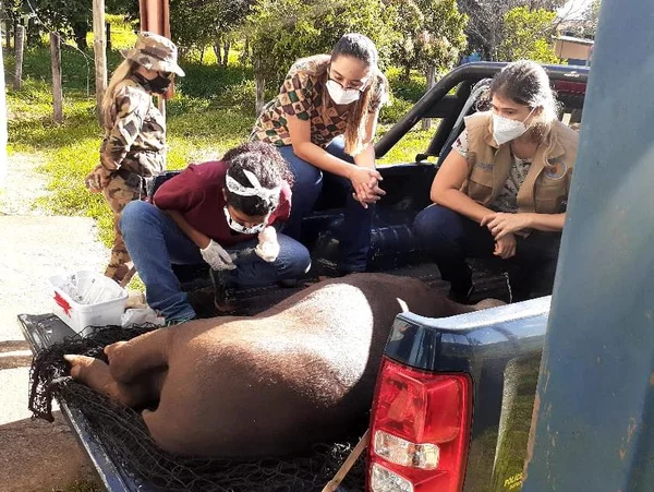Anta é atropelada no DF e resgatada por Polícia Ambiental