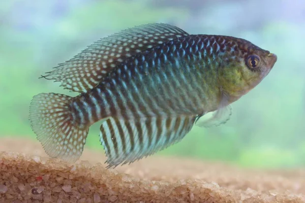 Foto colorida da nova espécie de peixe Hypsolebias lulai, uma homenagem ao presidente Lula - Metrópoles