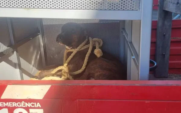 imagem colorida pit-bull ataca aluna em escola goias - Metrópoles