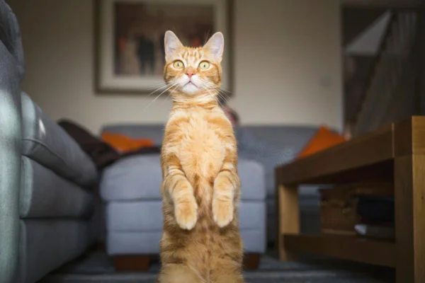 Imagem colorida de gato observando atento