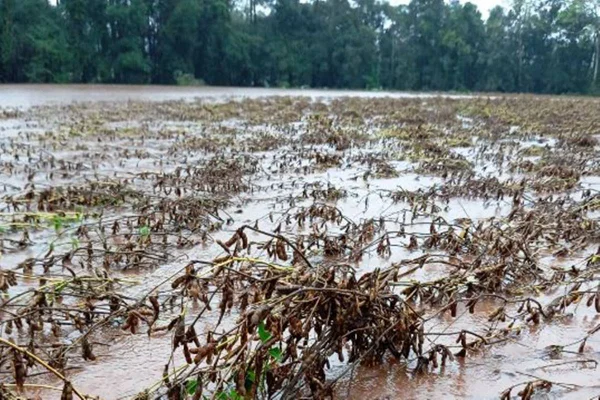 Imagem colorida de lavoura e solo prejudicados pela enchente no Rio Grande do Sul - Metrópoles