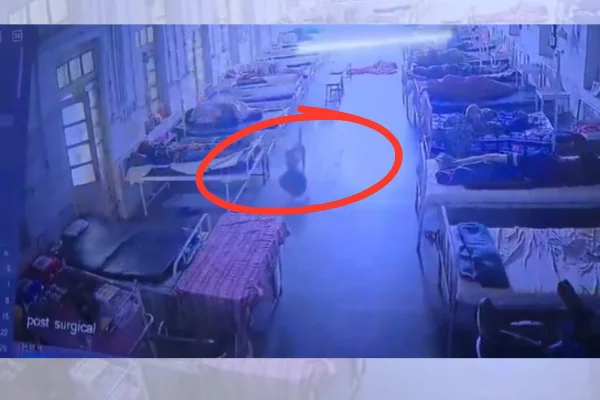 cachorro que roubou bolsa na Índia