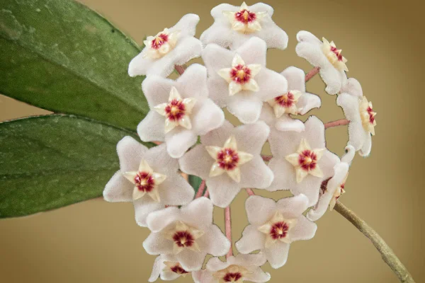 foto colorida Flor-de-cera