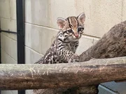 Nova moradora: filhote de jaguatirica nasce no zoológico de São Paulo - imagem 4