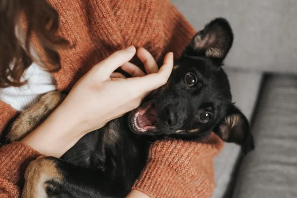 Cuidado: você pode estar machucando o seu cachorro sem perceber