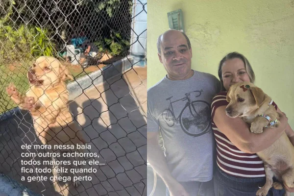 montagem colorida: Após 2 anos no abrigo, vídeo ajuda vira-lata caramelo a ser adotado