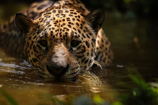 Imagem colorida mostra onça-pintada nadando