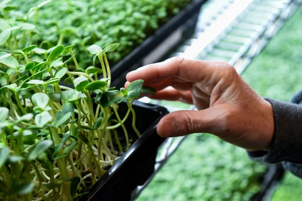 Foto colorida de mão pegando em vegetais microgreens - Metrópoles