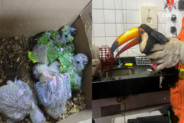 Filhotinhos de arara e tucano: veja aves silvestres resgatadas no DF