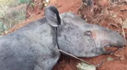 Animal morreu enforcado Animal morreu enforcado