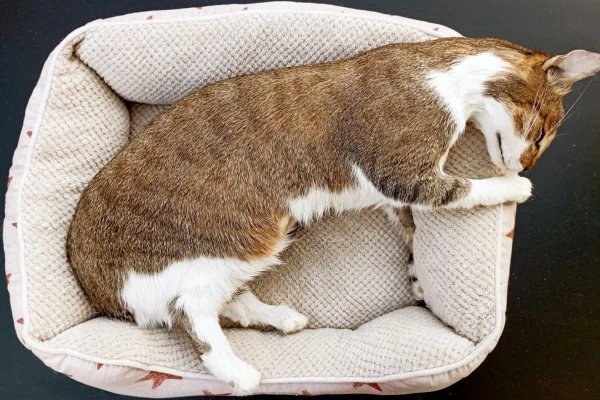 Imagem colorida da réplica de um gato deitado em caminha