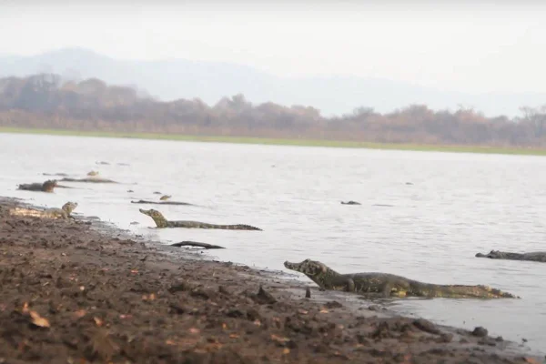 imagem colorida de rio paraguai, pantanal