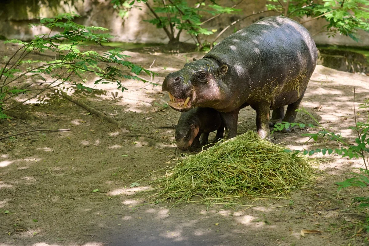 Pãozinho tem explorado seu recinto externo ao lado de sua mãe, Debbie Pãozinho tem explorado seu recinto externo ao lado de sua mãe, Debbie
