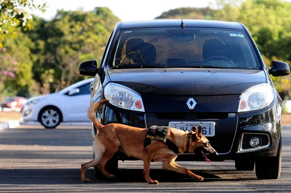 Cães da PM são treinados para reforçar segurança na Olimpíada