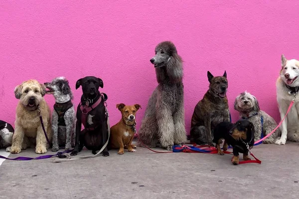 Outubro Rosa para pets: tumor mamário é comum entre cães
