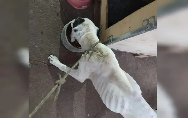 goias cachorro maus tratos dono preso