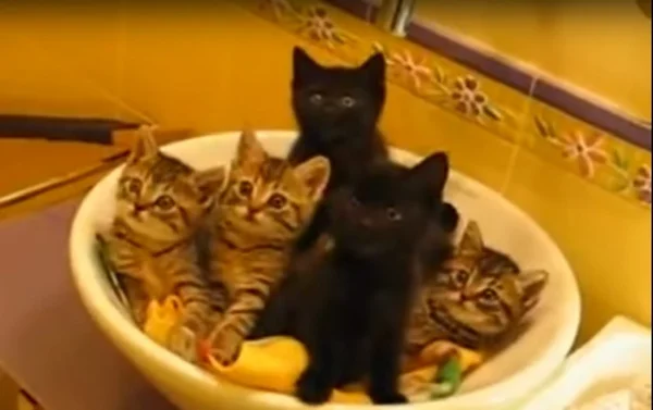 Prefeitura de BH atualiza cadastro de protetores de animais
