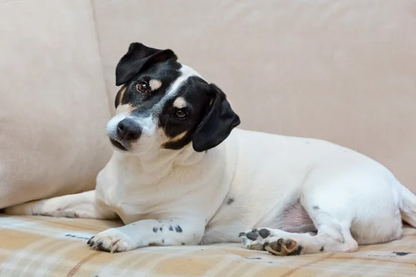 Cachorro com cabeça inclinada para ouvir tutores