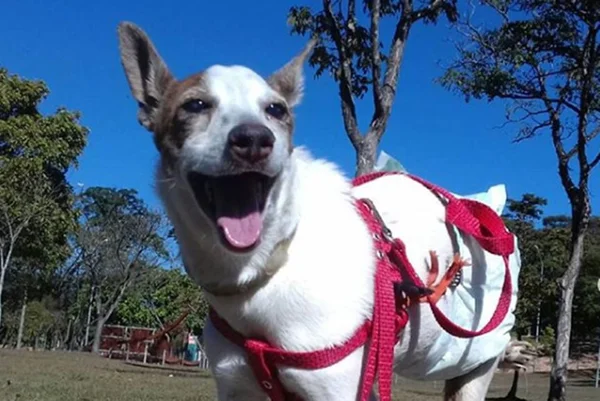 Conheça Merdinha: a cachorrinha que nasceu sem ânus e rabo