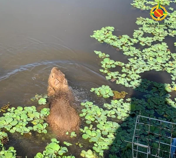 Bicho à solta. Veja quais animais a PM resgatou nesta terça-feira