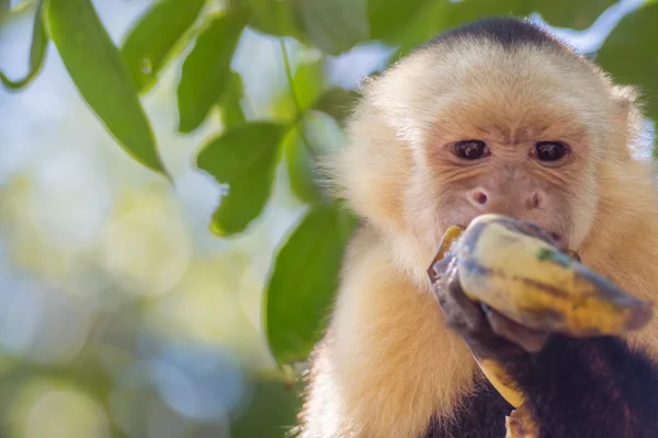 Foto colorida de macaco na natureza comendo banana silvestre - Os macacos comem banana na natureza? Saiba qual a dieta desses animais - Metrópoles