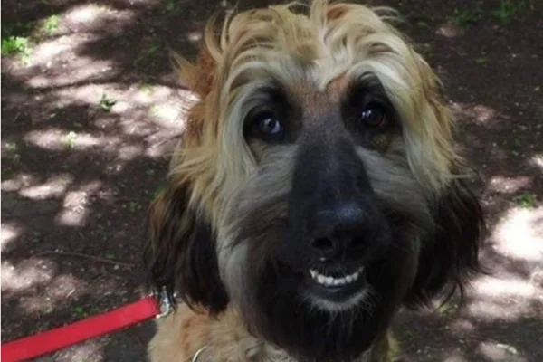 Cão que nasceu com rosto humano bomba na web