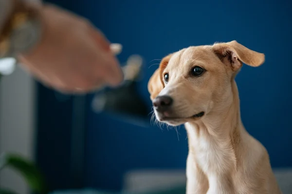 Cachorro olhando o comprimido